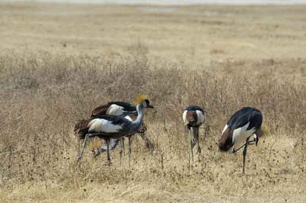 Grulla Coronada - cráter del Ngorongoro - Tanzania.jpg